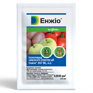 Енжіо