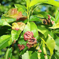 Фунгіциди від курчавості листя персика